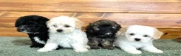 Shihpoo dogs for sale: Jett - Ad 5