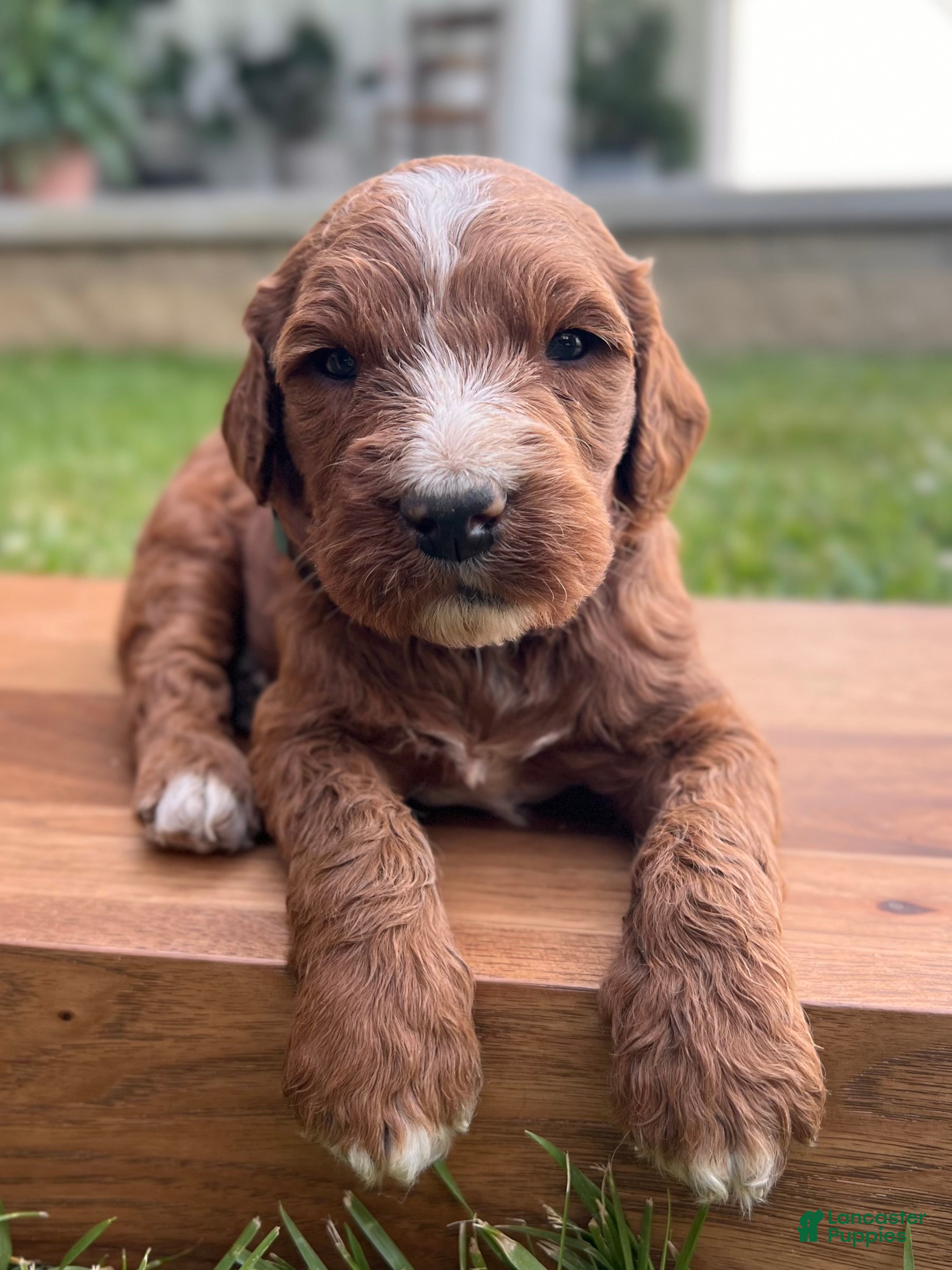 Irish Doodle dogs Ash - Ad 1