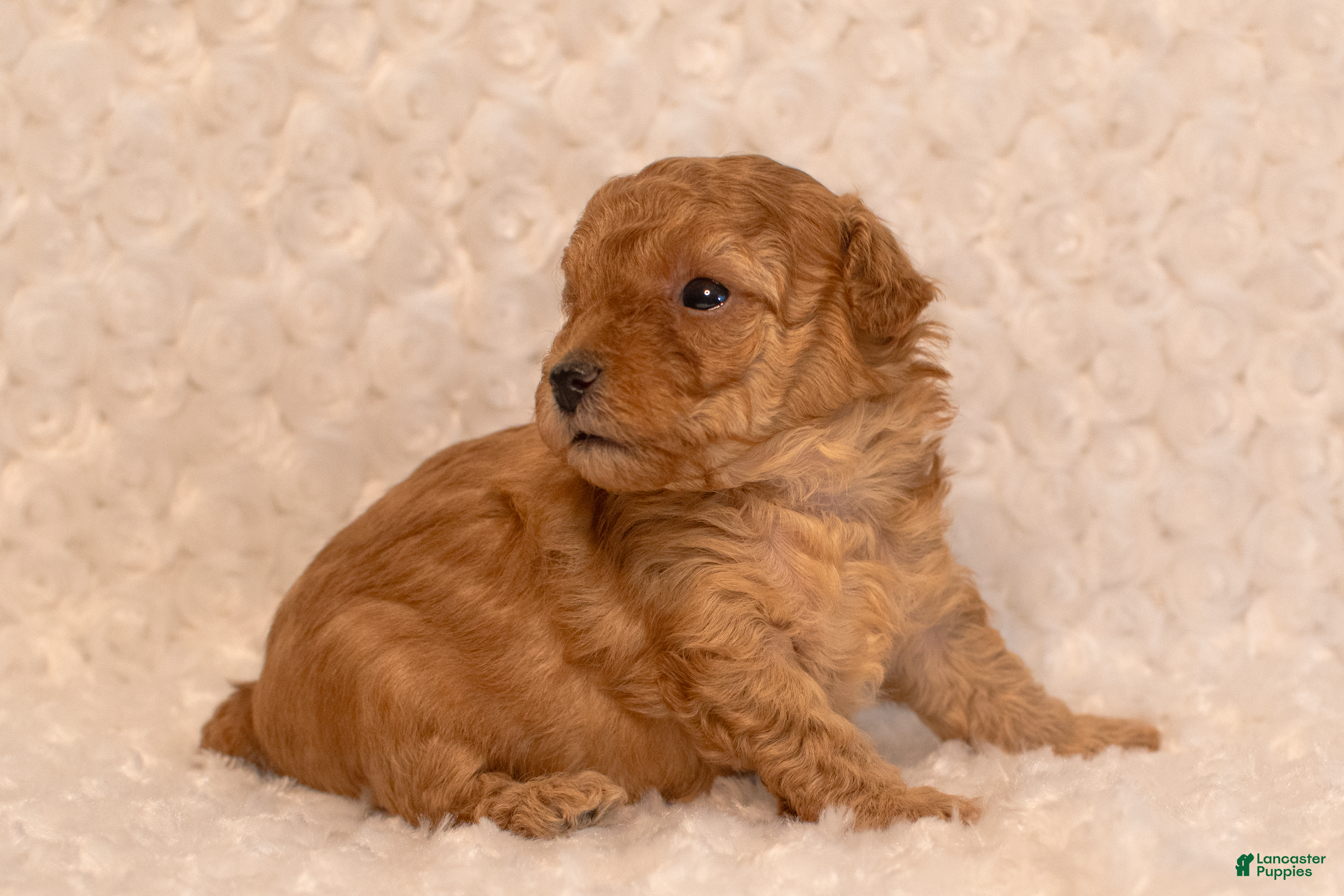 Toy Poodle dogs Toy Poodle 1 sugar  - Ad 2