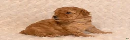 Toy Poodle dogs for sale: Toy Poodle 1 sugar  - Ad 2