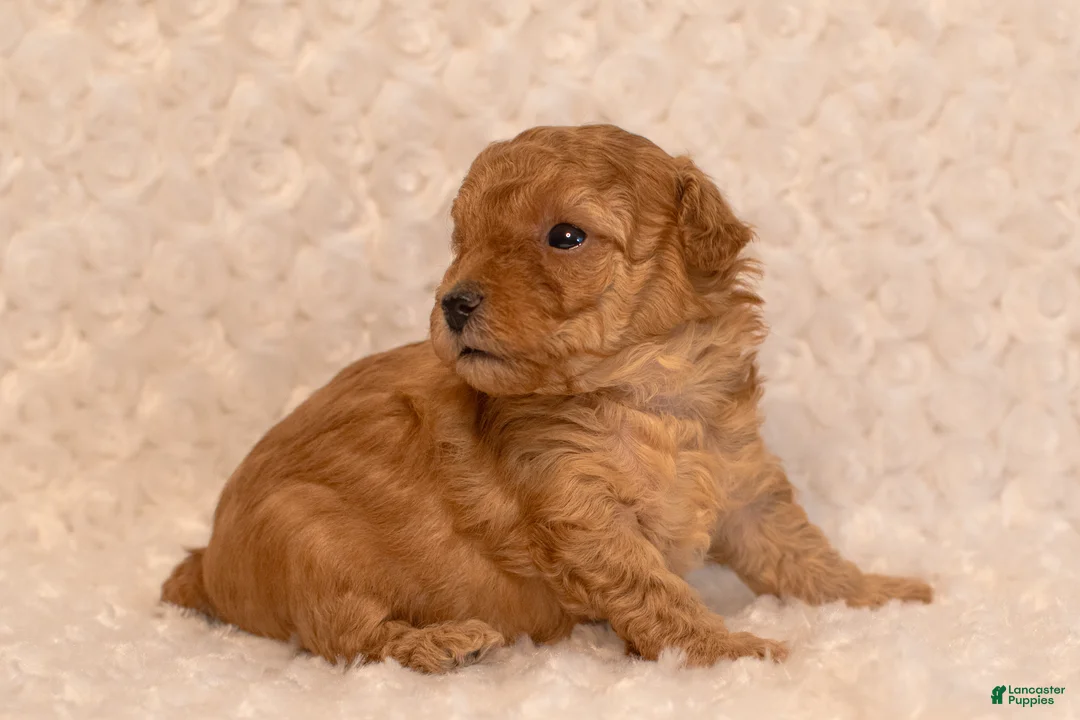 Toy Poodle dogs for sale: Toy Poodle 1 sugar  - Ad 2