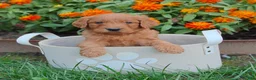 Goldendoodle dogs for sale: Clifford - Ad 3