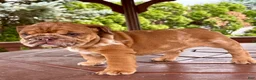 English Bulldog dogs for sale: English Bulldog 3 - Ad 13