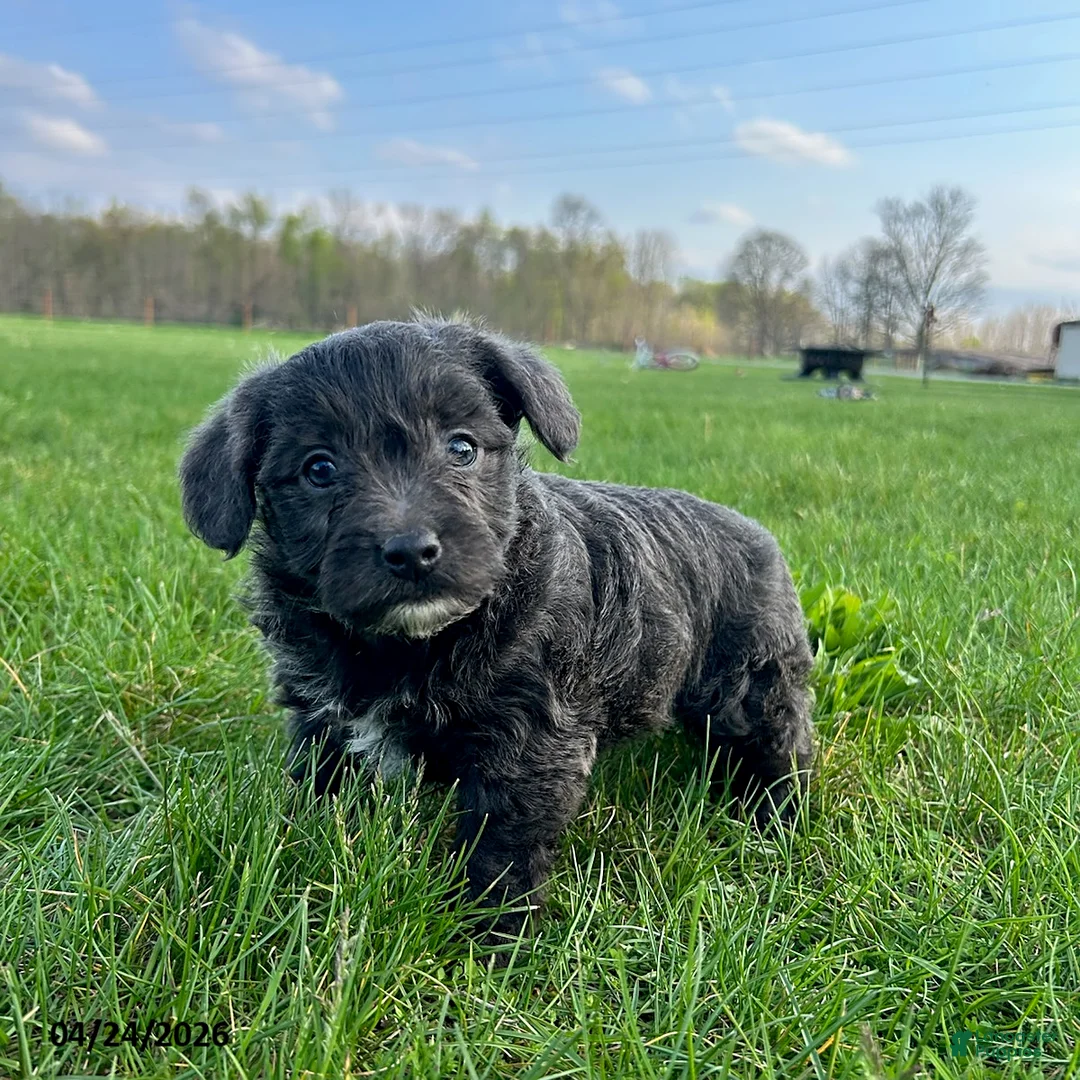 Yorkiepoo dogs for sale: Missy - Ad 1