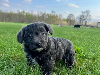Yorkiepoo dogs for sale: Missy - Ad 4