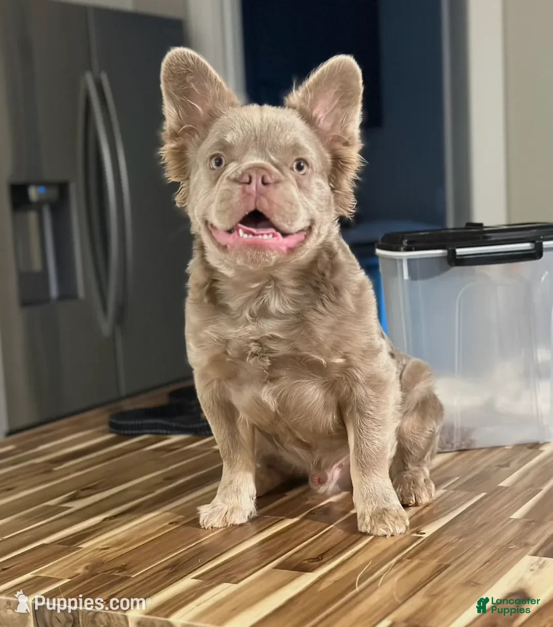 French Bulldog dogs for sale: New shade Isabella  - Ad 3