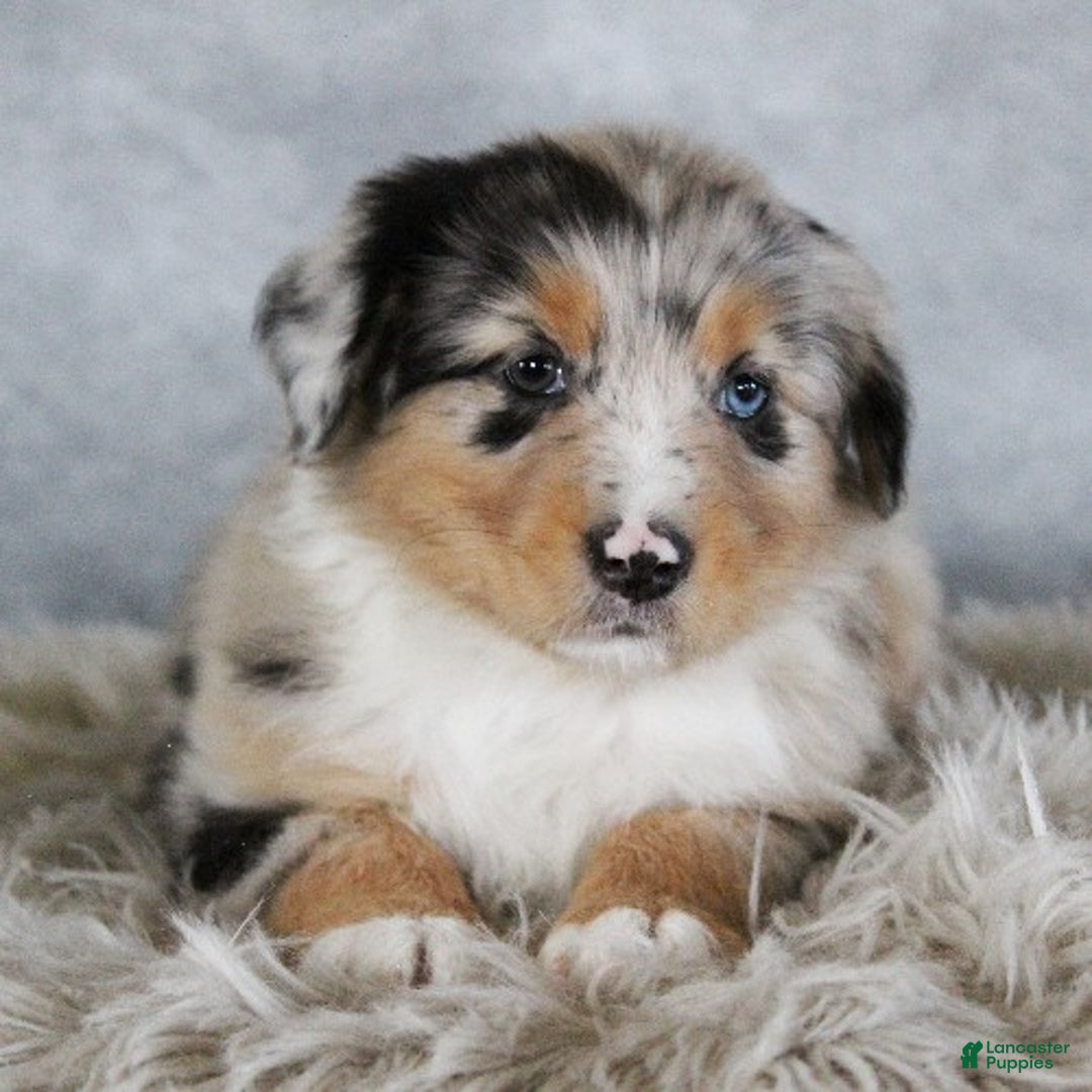 Australian Shepherd dogs for sale: Taylor - Ad 3