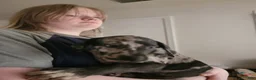 Great Dane dogs for sale: Great Dane 11 - Ad 3