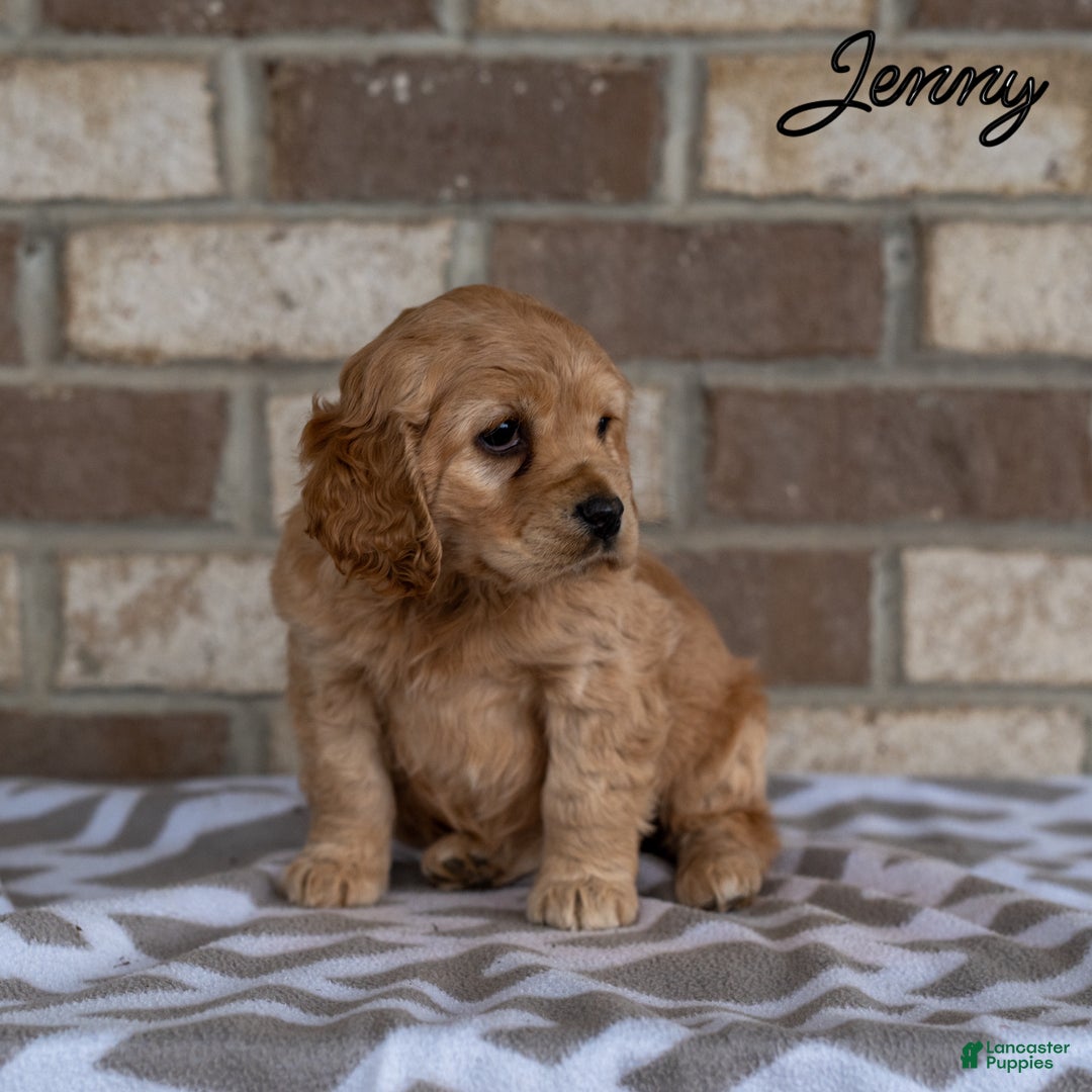 Cocker Spaniel dogs for sale: Jenny - Ad 2