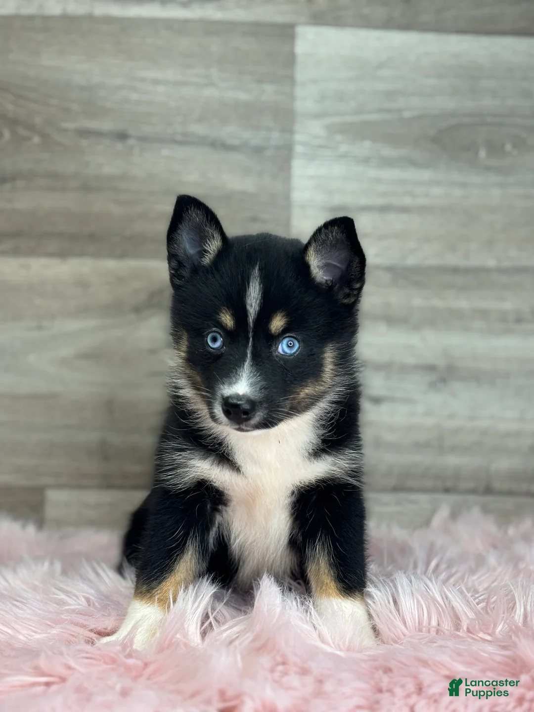 Pomsky dogs for sale: Evelyn - Ad 3