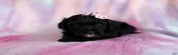 Aussiedoodle dogs for sale: Daisy - Ad 6