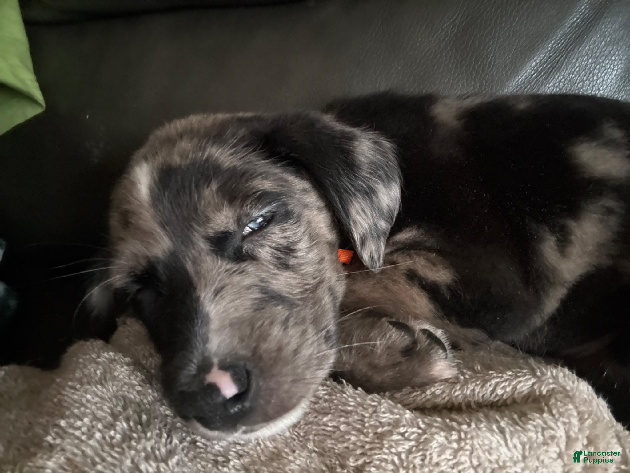 Mixed Breed dogs Mixed Breed Puppy 2 - Ad 15