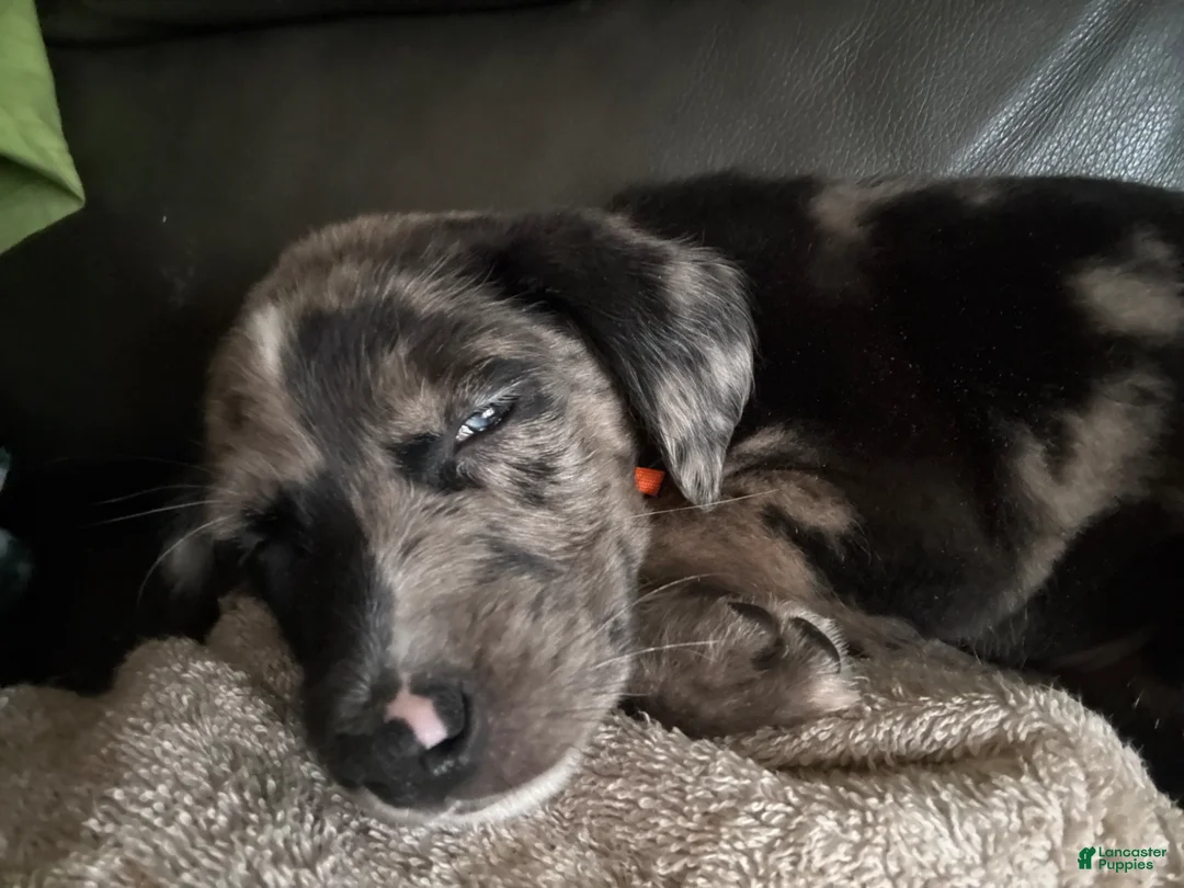 Mixed Breed dogs for sale: Mixed Breed Puppy 2 - Ad 1