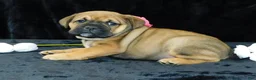 Mixed Breed dogs for sale: Bella - Ad 9