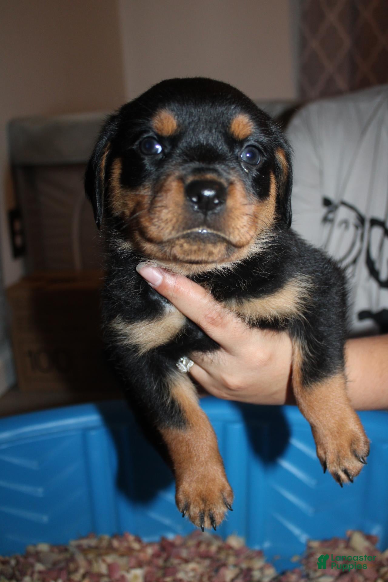 Rottweiler dogs Ms. Yellow  - Ad 1