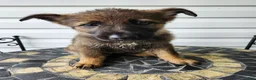 German Shepherd dogs for sale: Lexi - Ad 1