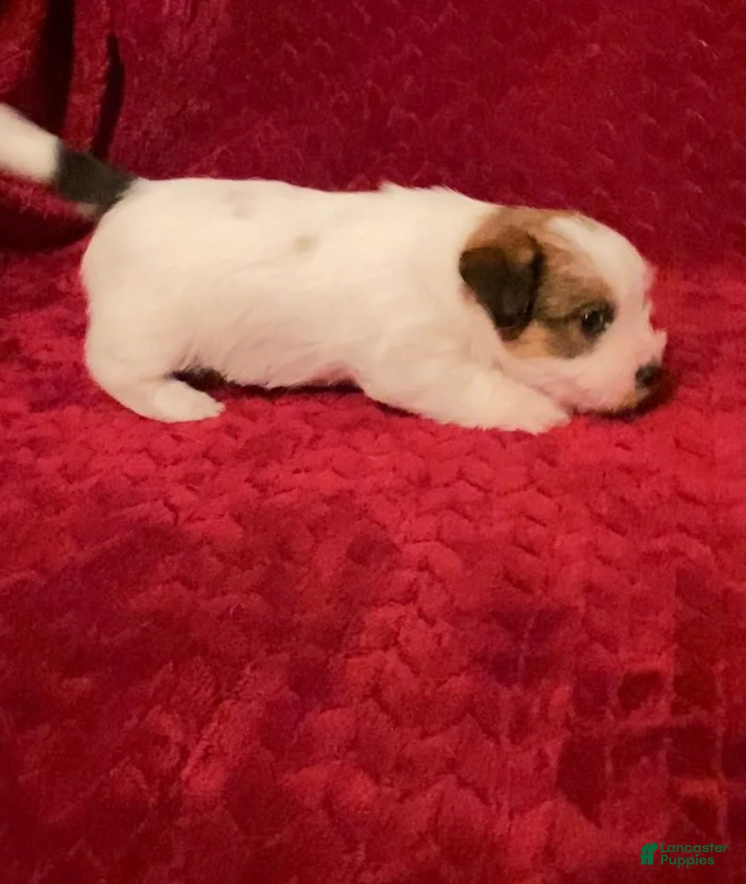 Jack Russell Terrier dogs for sale: Jack Russell Terrier Puppy 5 - Ad 7