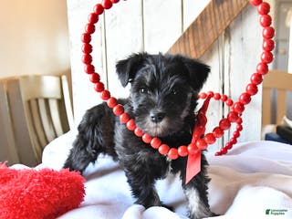 Miniature Schnauzer dogs Peanut - Ad 3