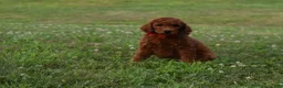 Standard Poodle dogs for sale: Bruno moyen - Ad 8