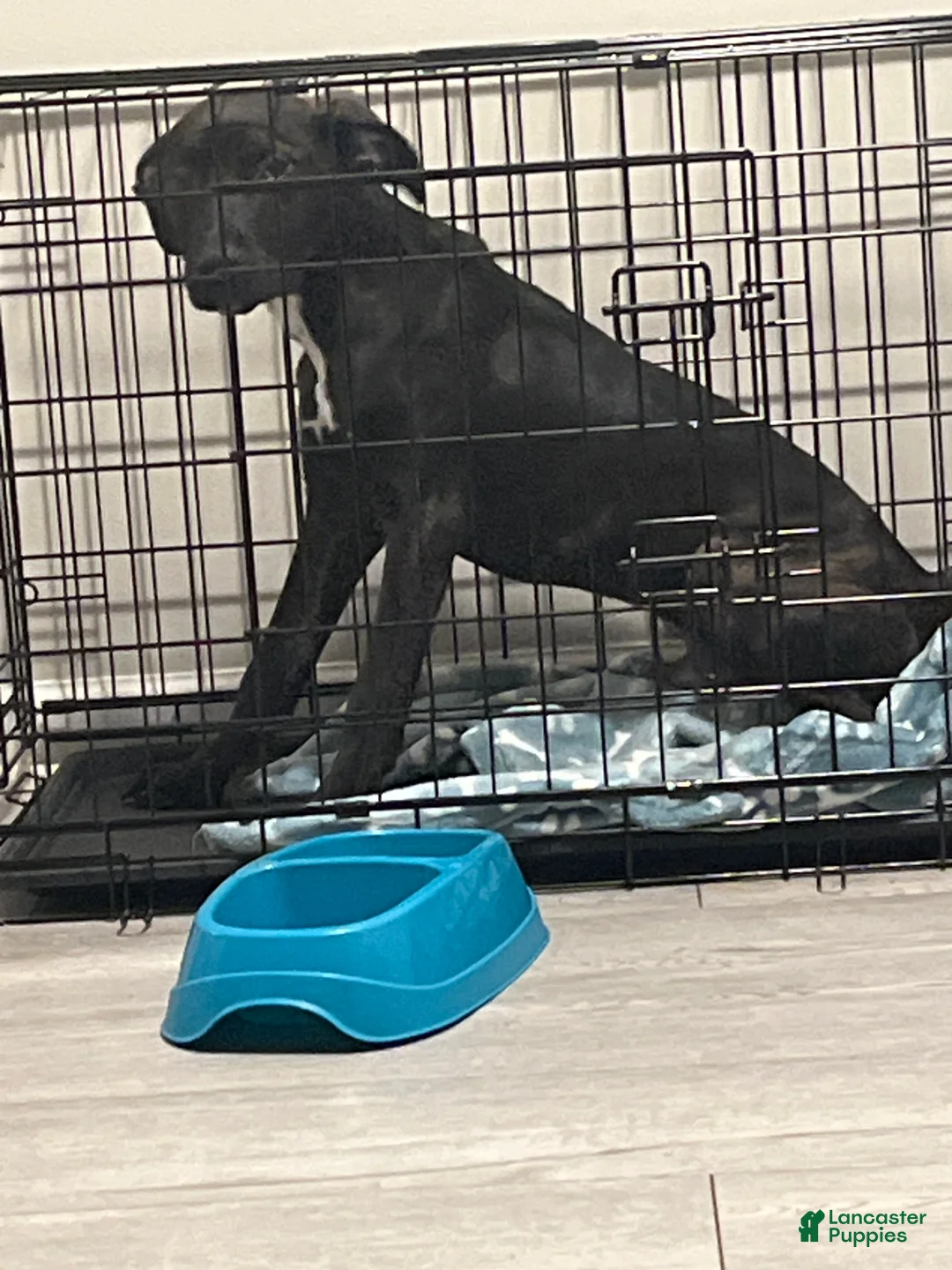 Mixed Breed dogs for sale: Mixed Breed Puppy 1 - Ad 1