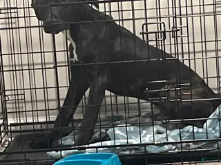 Mixed Breed dogs Mixed Breed Puppy 1 - Ad 14