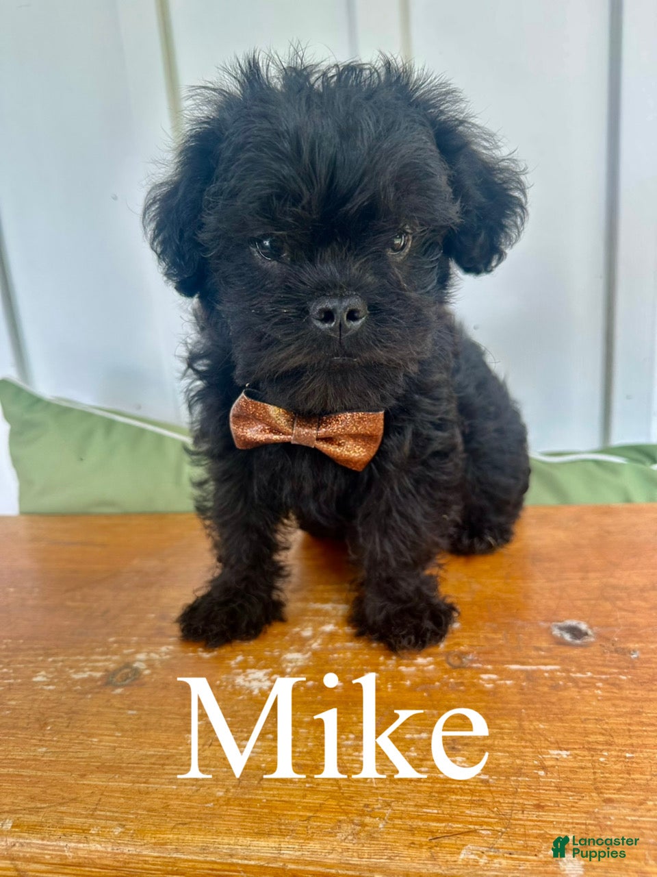 Mixed Breed dogs Mike - Ad 1