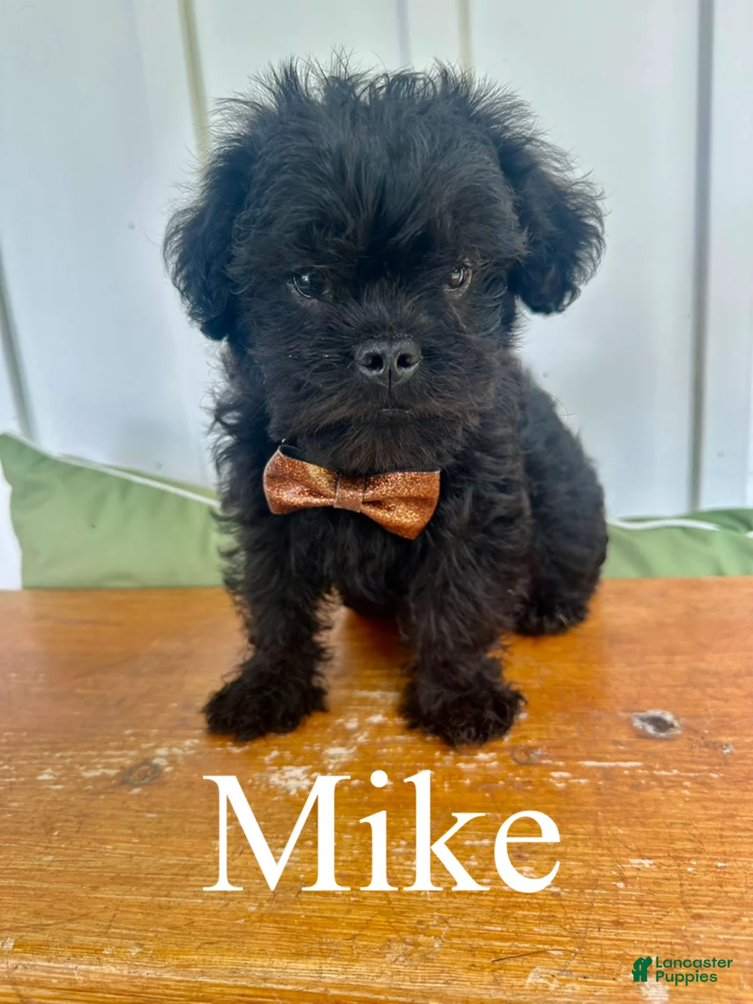 Mixed Breed dogs for sale: Mike - Ad 1