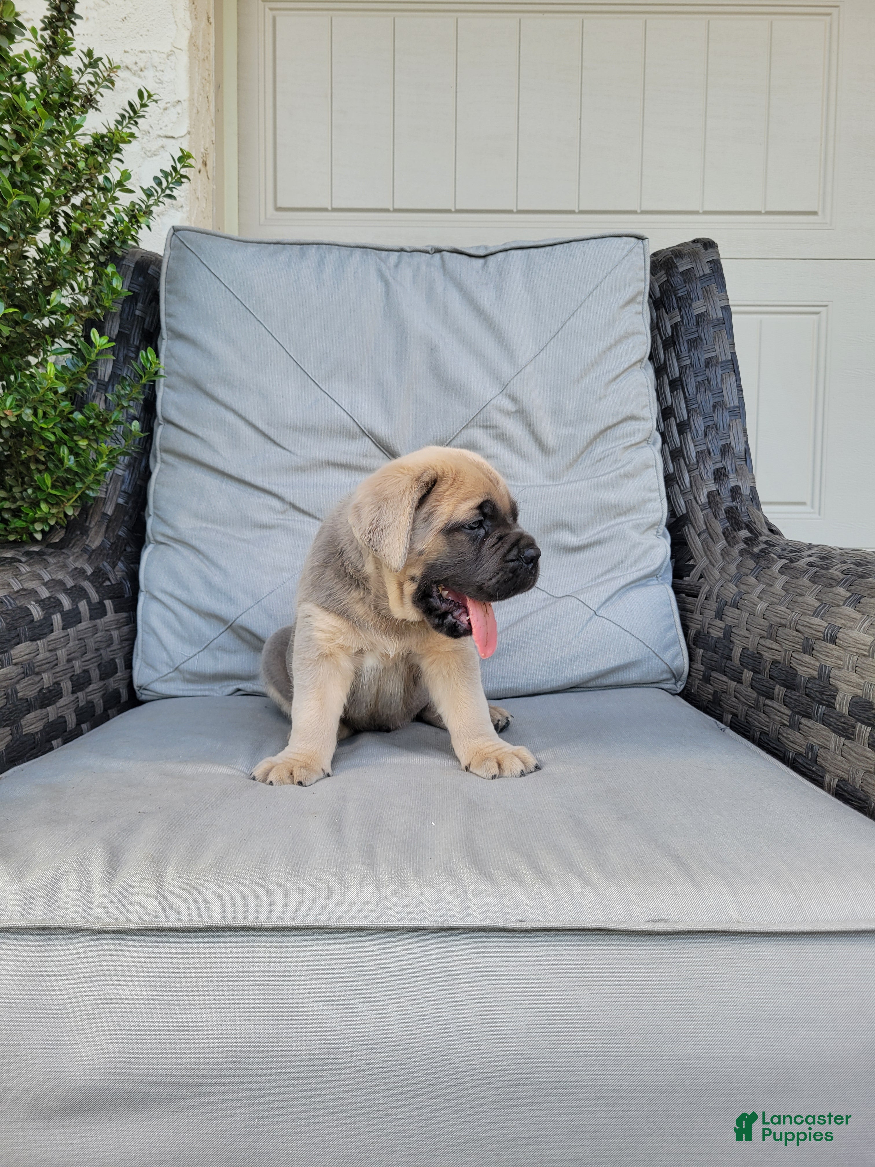 Cane Corso dogs Maverick - Ad 2