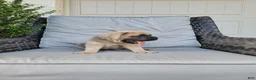 Cane Corso dogs for sale: Maverick - Ad 2