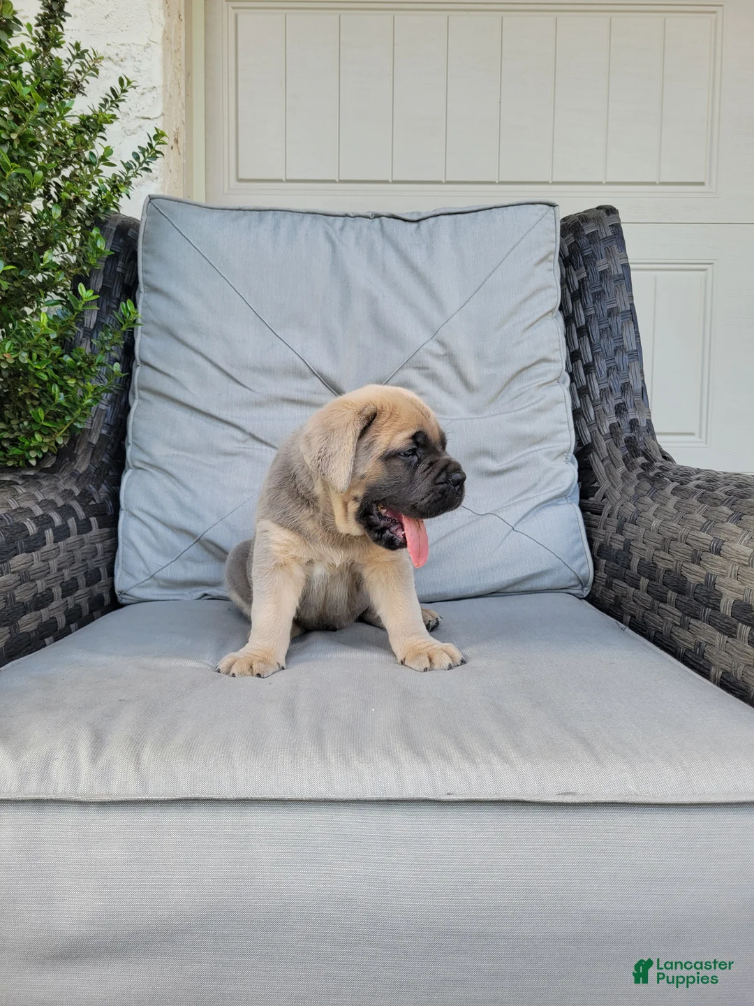 Cane Corso dogs for sale: Maverick - Ad 2