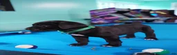 Cane Corso dogs for sale: Thanos - Ad 6