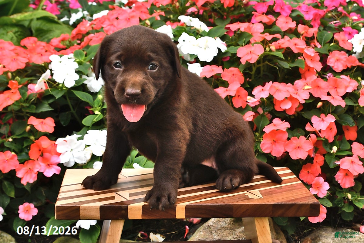 Labrador Retriever dogs Arielle - Ad 1