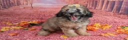 Saint Berdoodles dogs for sale: Stella Bella - Mini Saint Berdoodle - Ad 9