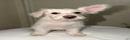 Westiepoo dogs for sale: Olaf - Ad 4