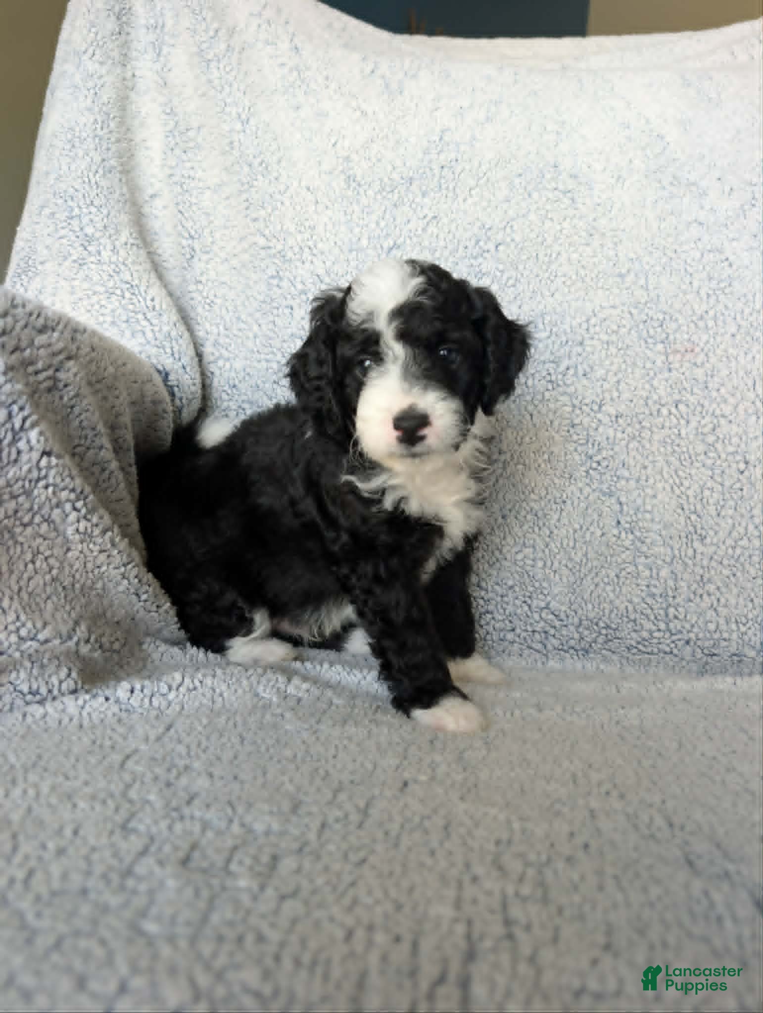 Mixed Breed dogs for sale: Panda  - Ad 2