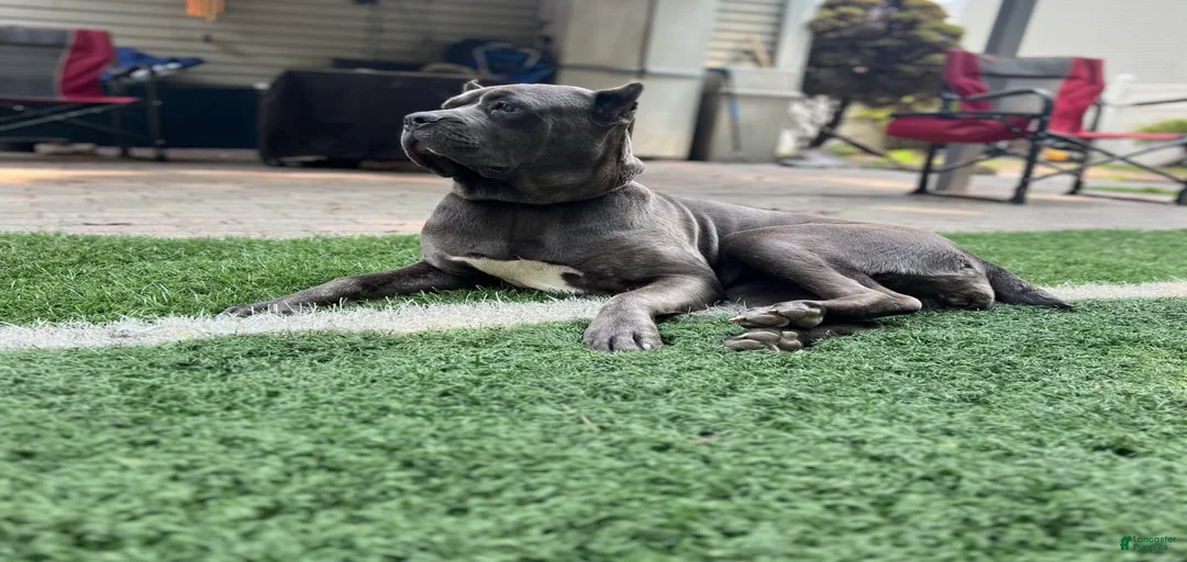 Gallery Image {{count}}