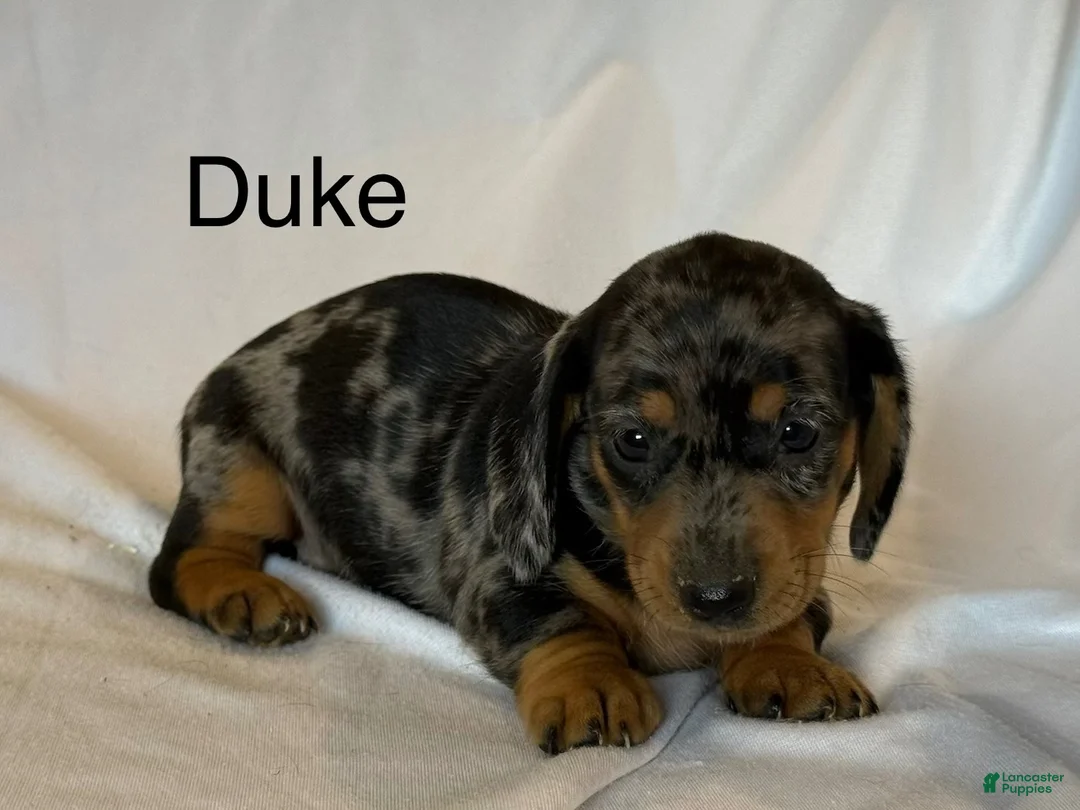 Miniature Dachshund dogs for sale: Duke - Ad 4
