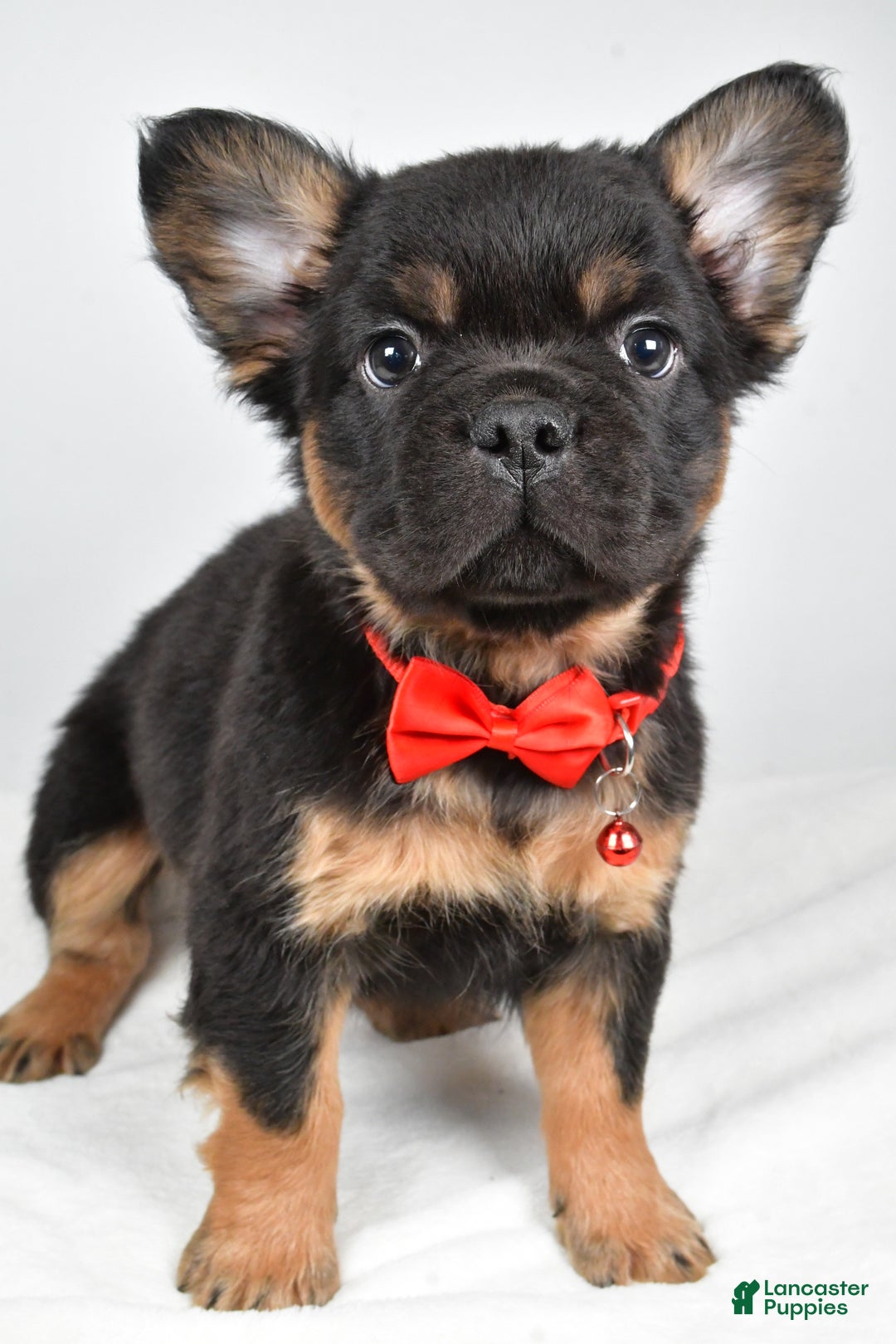 French Bulldog dogs for sale: Morris - Ad 4