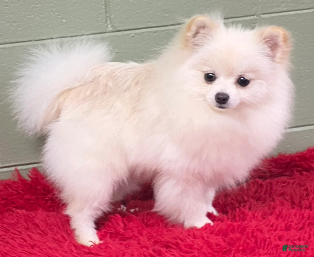 Pomeranian dogs for sale: Pomeranian Puppy 1 - Ad 2