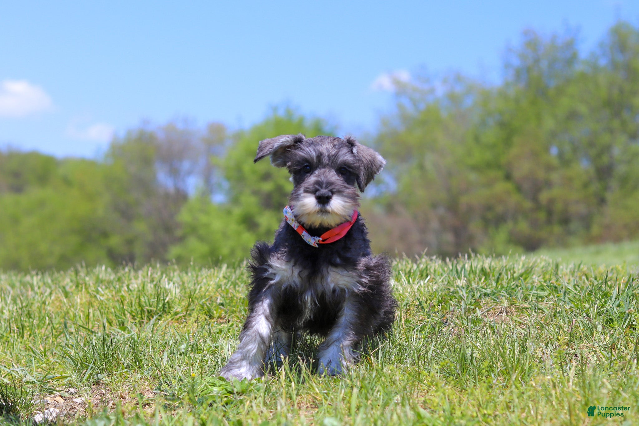 Miniature Schnauzer dogs Layla - Ad 1