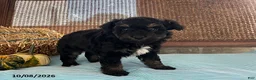 Mini Aussiedoodle dogs for sale: Dash - Ad 2