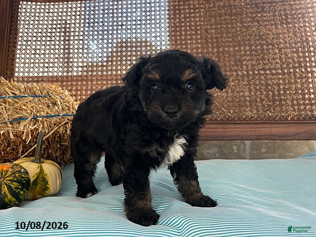 Mini Aussiedoodle dogs for sale: Dash - Ad 2