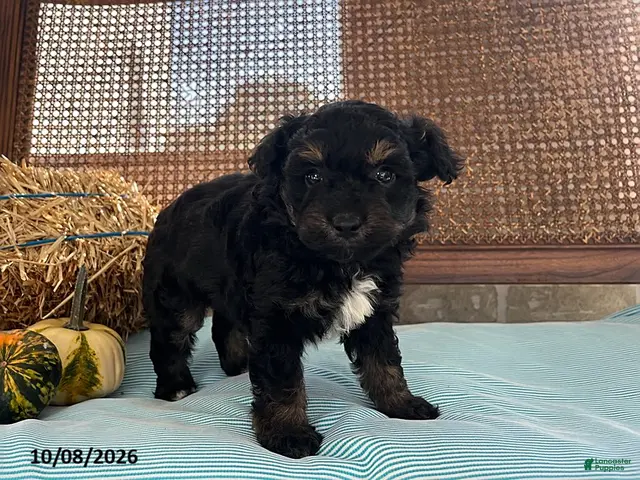 Mini Aussiedoodle dogs for sale: Dash - Ad 2