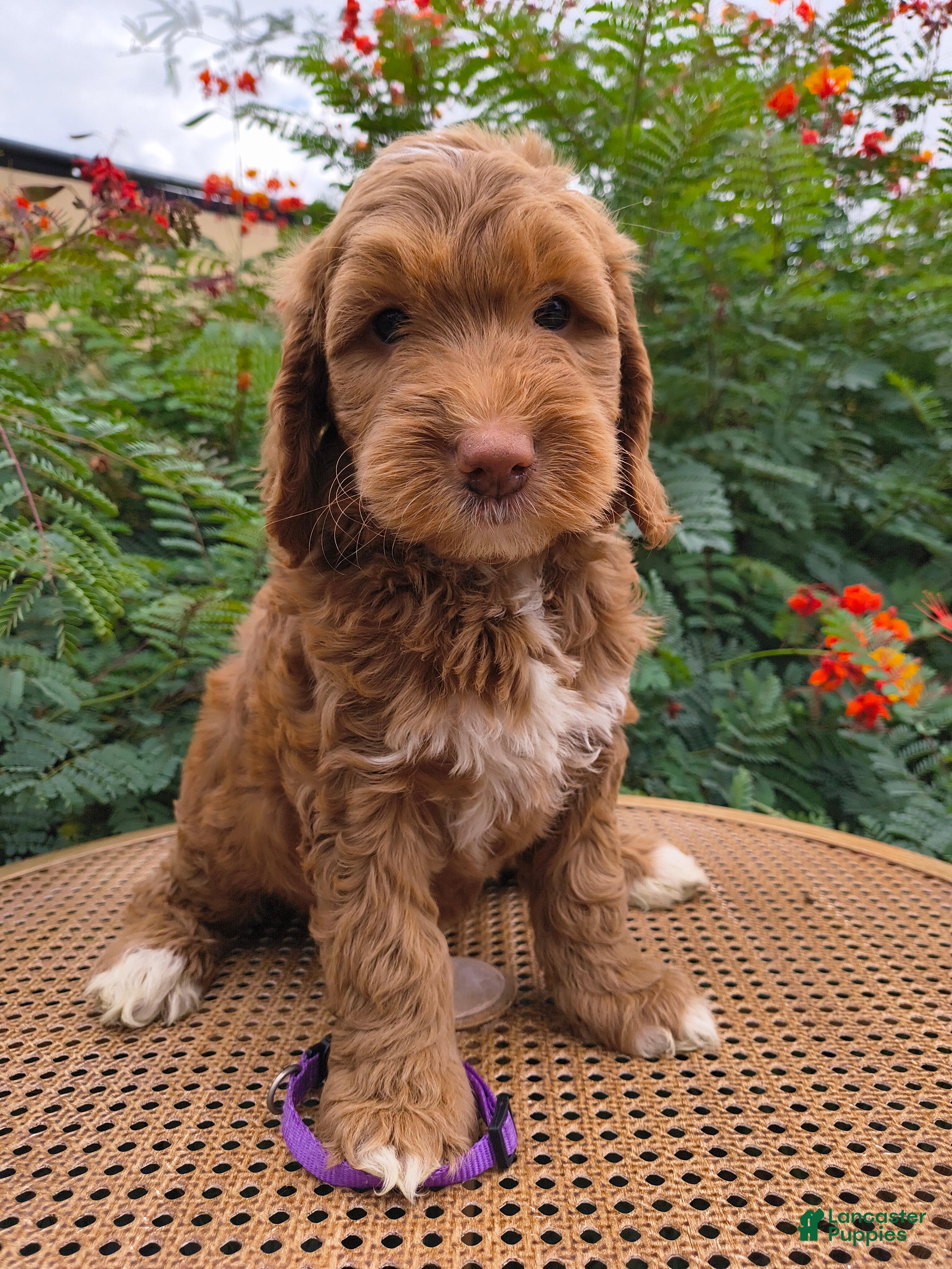 Mini Goldendoodle dogs Purple Collar - Ad 2