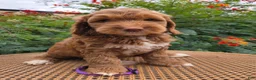 Mini Goldendoodle dogs for sale: Purple Collar - Ad 2