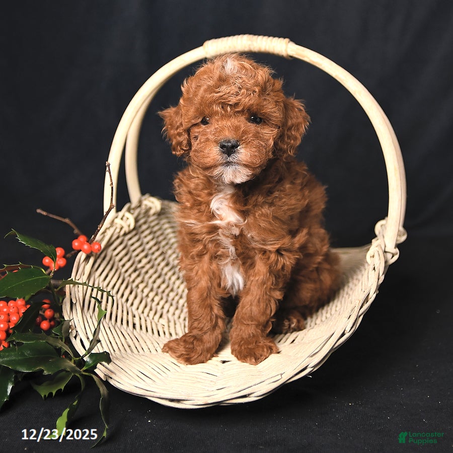 Toy Poodle dogs Tiny Landon - Ad 41