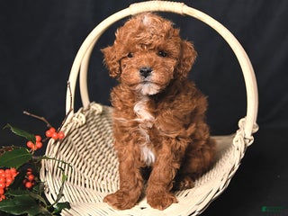 Toy Poodle dogs Tiny Landon - Ad 41