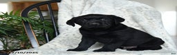 Labrador Retriever dogs for sale: Bacon - Ad 3
