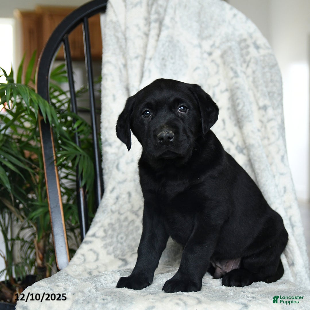 Labrador Retriever dogs for sale: Bacon - Ad 3