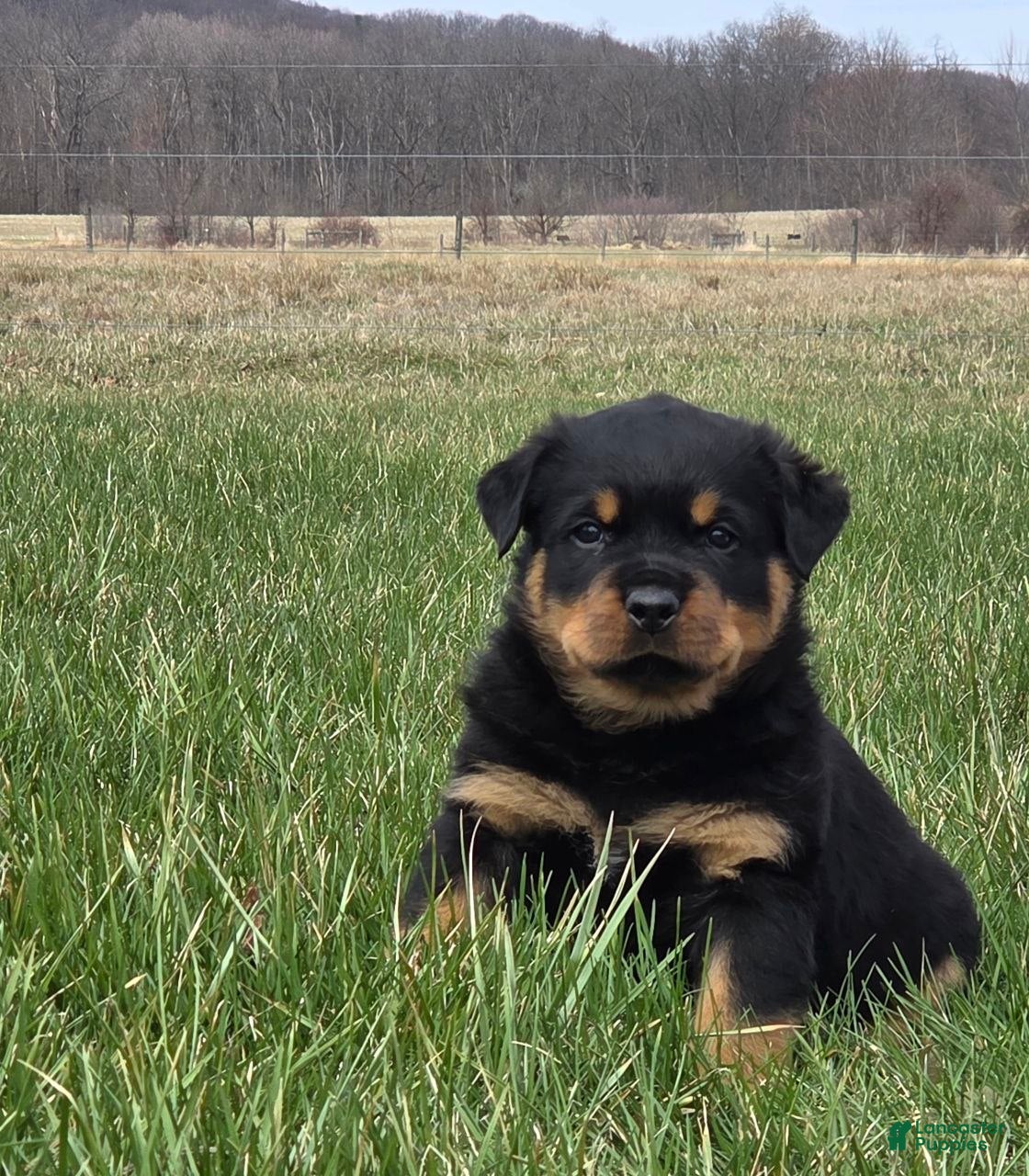 Rottweiler dogs Mr Buddy - Ad 1